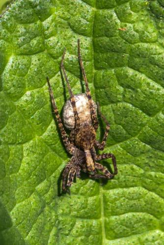 Pardosa sp.